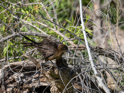 Curve-billed thrasher perched in a bush in Arizona