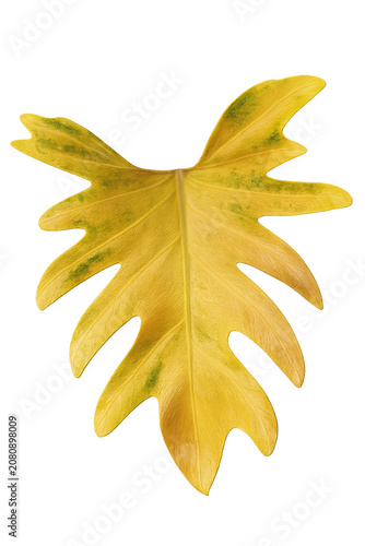 Beautiful yellow philodendron leaf isolated on white background, exotic tropical plant foliage for nature design, organic golden leaf texture with green spots