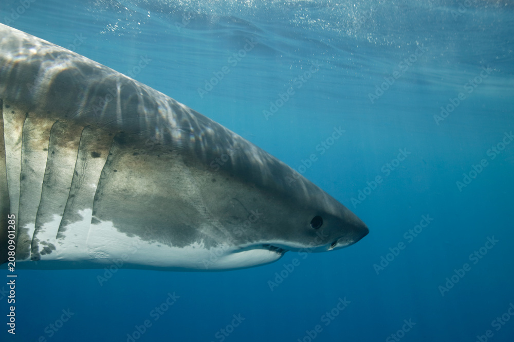 Fototapeta premium Great White shark in the Pacific Ocean