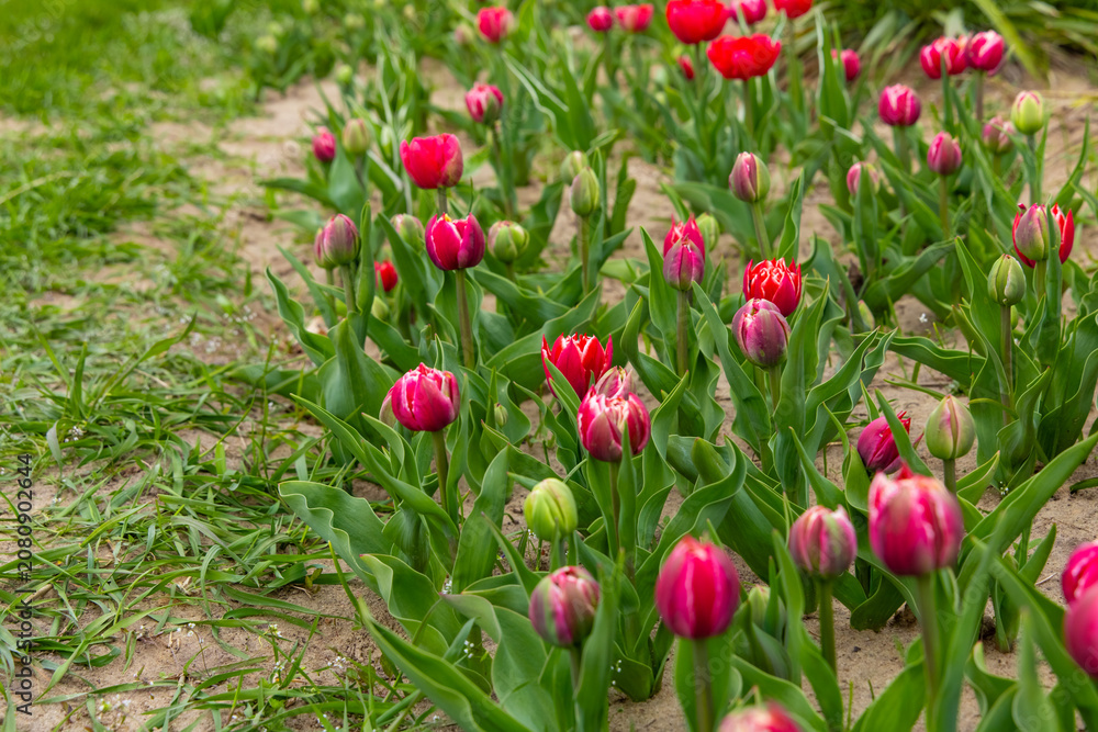 Fototapeta premium Vibrant tulips bloom in a serene garden during the gentle spring morning sun