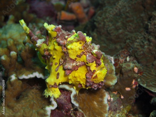 Warty frogfish camouflaged on coral reef, Pescador Island, Philippines