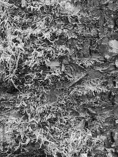 Close-up black and white texture of moss growing on rough tree bark, texture, background