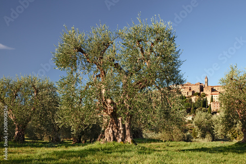 Seggiano, Grosseto, Tuscany, Italy: landscape with an old olive tree in the Tuscan countryside and medieval hill town