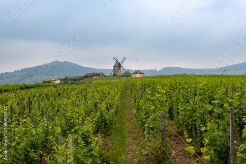 Photos Vignoble du Moulin-à-vent, Beaujolais, France