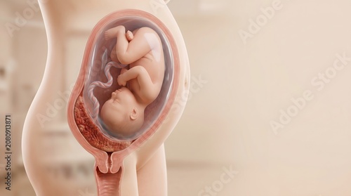 Full-Term Baby in Womb Cross Section Pregnancy Anatomy Medical Illustration