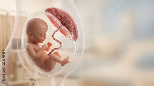 Healthy Developing Baby in Womb with Placenta and Umbilical Cord Medical Illustration