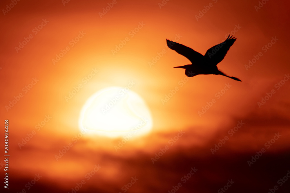 Naklejka premium Bird Silhouette Flying at Sunset Over Orange Sky