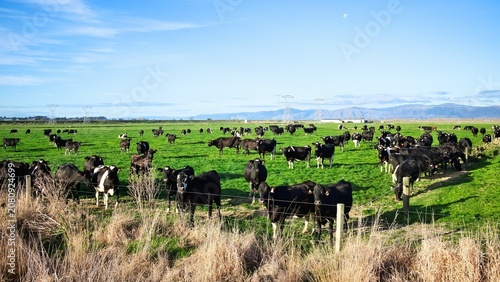 New Zealand Dairy Farm Cows