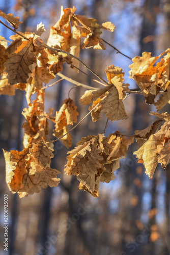 Принти на полотні Golden Autumn Oak Leaves in Forest