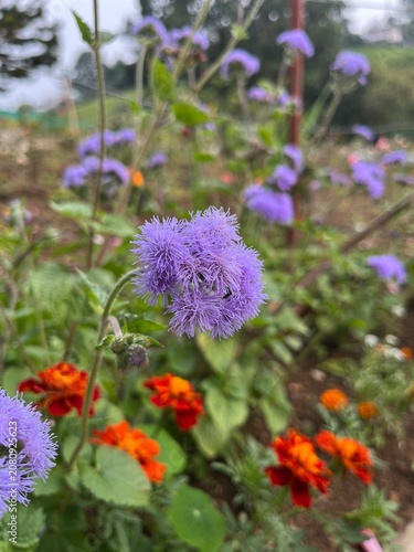flowers in the garden