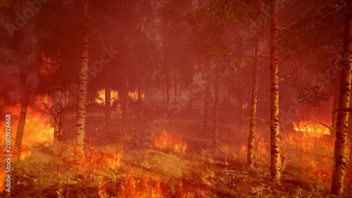 Intense Wildfire Burning Through Birch Forest with Flying Sparks