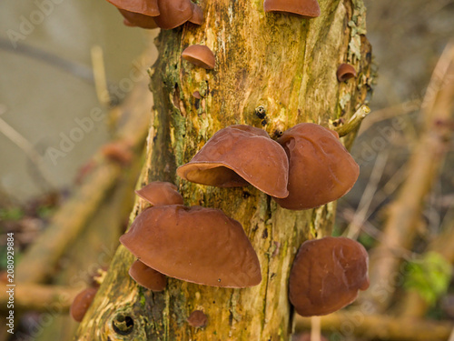 Εκτύπωση καμβά Brown wood ear mushrooms on a treetrunk - Auricularia auricula-judae