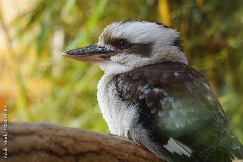 Close up portrait of a kookaburra bird sitting on a tree branch in the Australian outback 