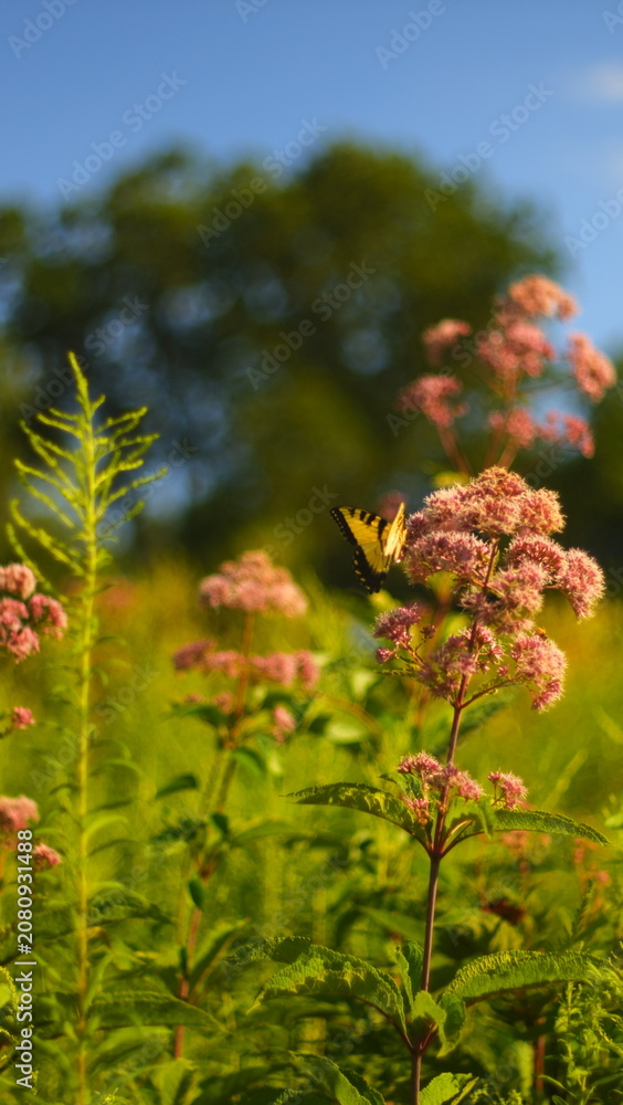 Obraz premium Butterfly on daisies 