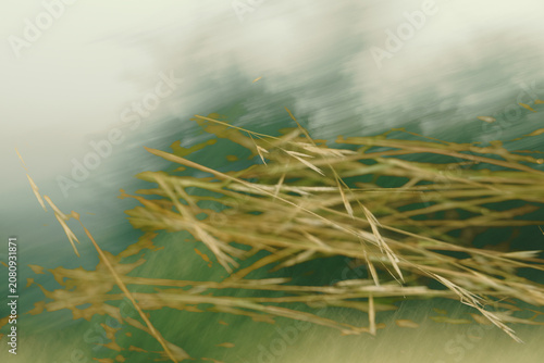 Artistic double exposure of dried grass and abstract landscape