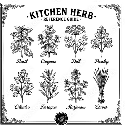 Foto Kitchen herb reference guide vintage botanical illustration set with cilantro, t