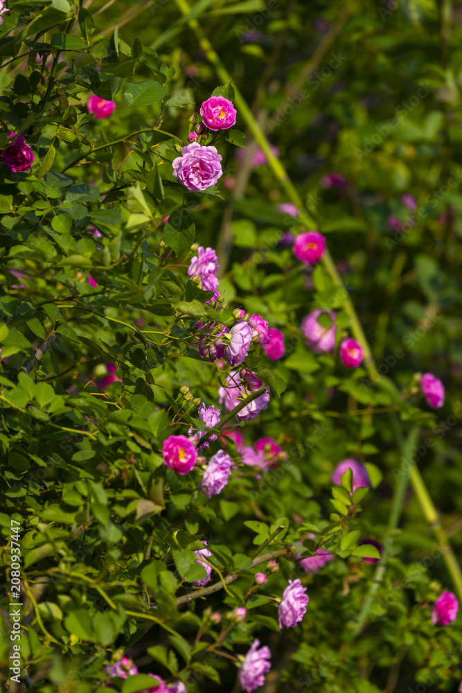 Fototapeta premium Pink roses blooming in green garden foliage