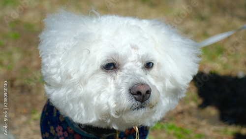 Schilderij op canvas Fluffy Bichon frise