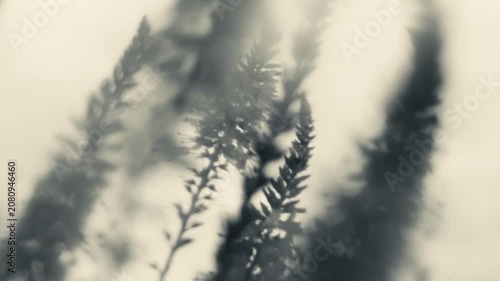 Dreamy Wild Flowers in Soft Focus