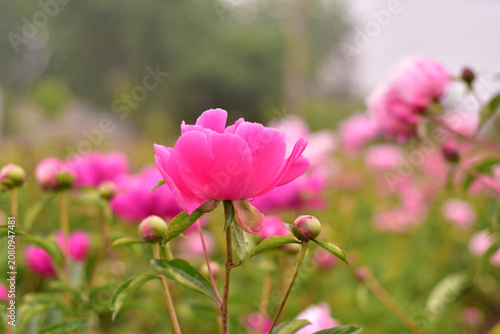 Pink Peony Bloom in Garden