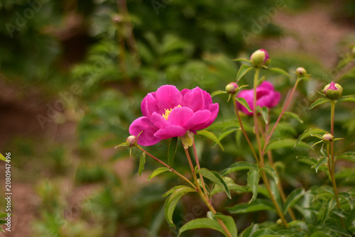Pink Peony Blooms in Garden with Green Foliage