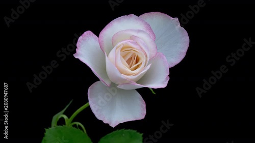 Beautiful opening pink rose on black background. Petals of Blooming pink rose flower open, time lapse, close-up. Holiday, love, birthday design backdrop. Bud closeup. Macro. 4K UHD video timelapse