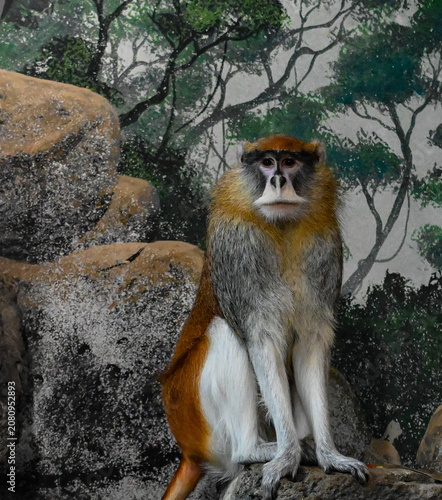 Photography Patas monkey at the zoo
