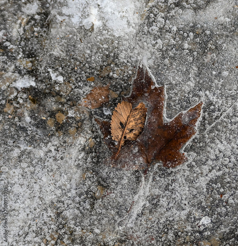 Quadro su tela leaf encased in ice