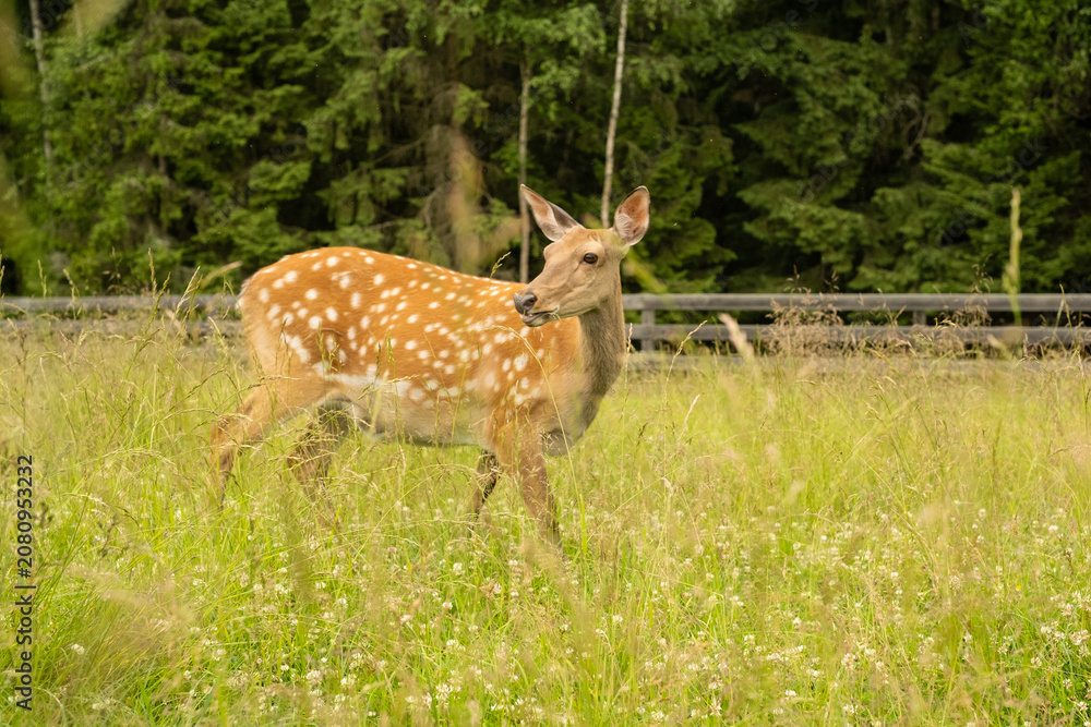 Fototapeta premium beautiful sika deer grazing in tall grass meadow near wooden fence. spotted sika deer stands alert in natural habitat with birch forest background. concept of deer wildlife beauty in summer pasture