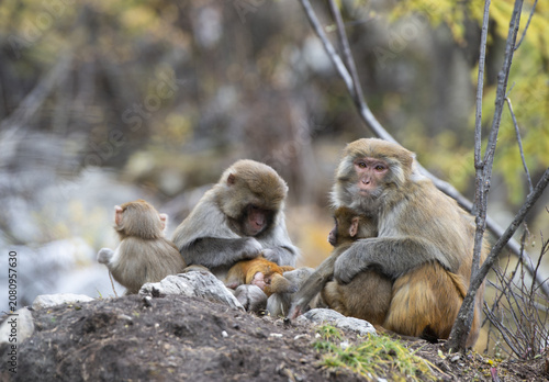 Canvastavla Japanese macaque family resting on rocks in the wild