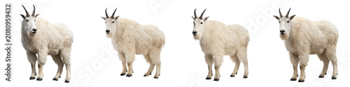 Schilderij op canvas Four Mountain Goats Standing Isolated: High-Quality Wildlife Photography of Nort