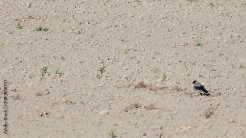 Hooded crow walking across plowed farmland