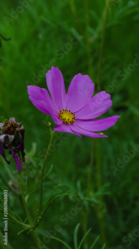 Pink Cosmos Flower Blooming in Green Garden
