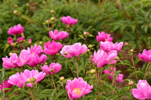 Pink Peony Flowers Blooming in Garden