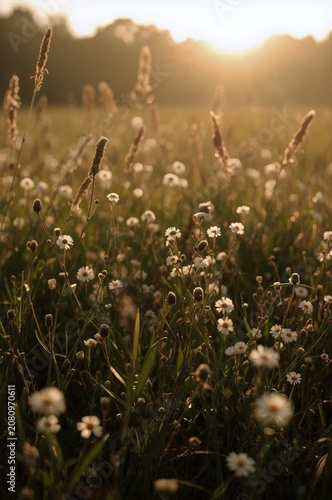 Morning Light Shines on Wildflowers in a Grassy Field During Sunrise