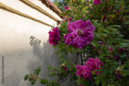 Blooming Purple Wild Rose Flowers Along a Rustic Garden Wall