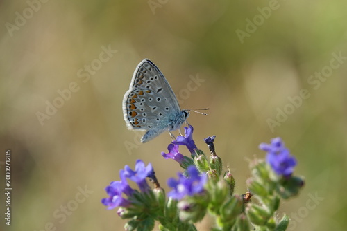 the male common blue butterfly (Polyommatus icarus)