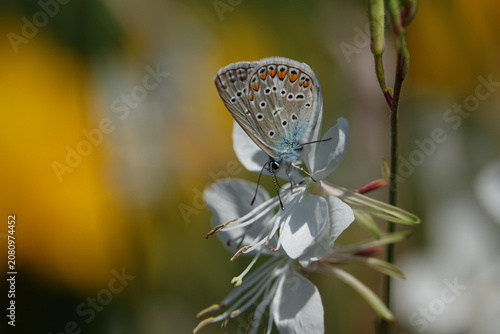 the beautiful male common blue butterfly (Polyommatus icarus)