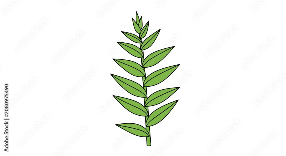 Fototapeta premium Single green branch with many small pointed leaves arranged symmetrically on a stem in a clean botanical illustration against white.