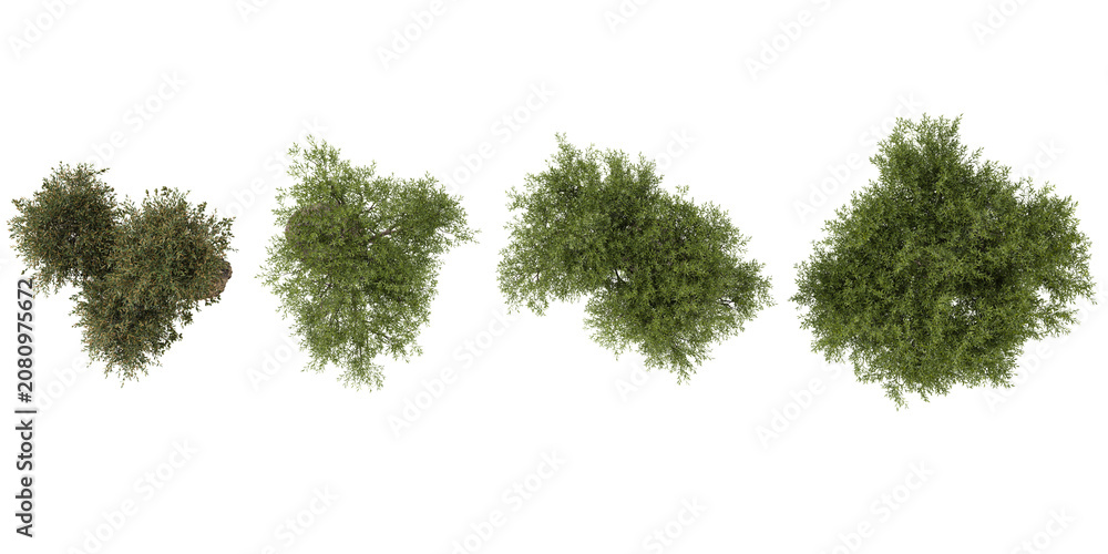 Fototapeta premium Collection of Olea trees on transparent background from the top view