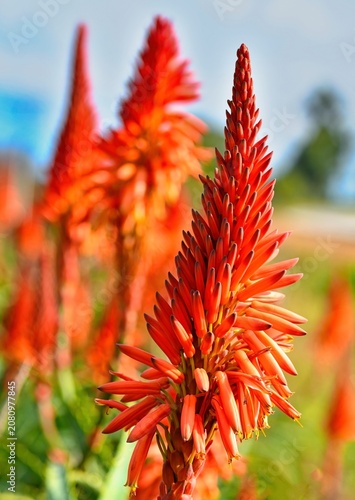 Close-up of a Candelabra aloe flowerhead. 
