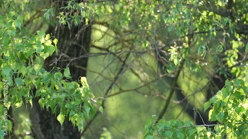 Backlit green foliage glowing in evening sunlight