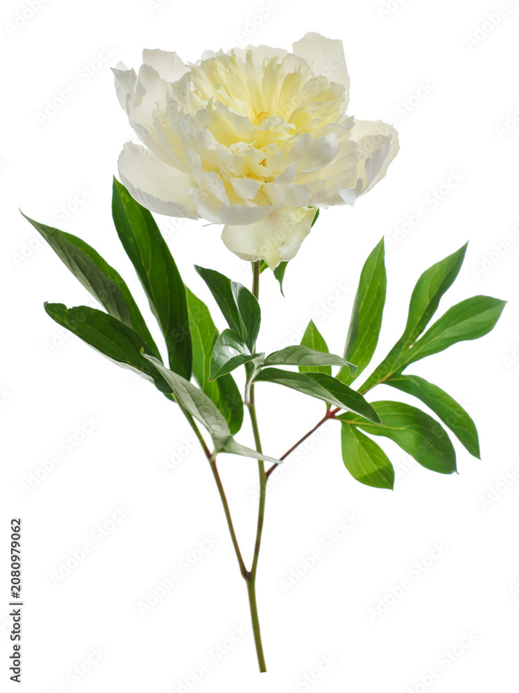Naklejka premium One beautiful peony flower isolated on white