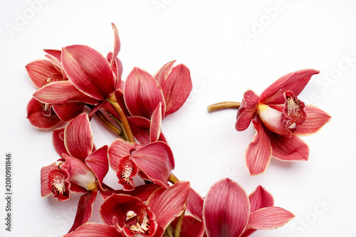 Tableau sur toile Beautiful cymbidium flowers on white background, closeup