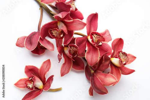 Canvastavla Beautiful cymbidium flowers on white background, closeup