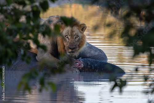 Male lion feeding on dead elephant sitting in waterhole