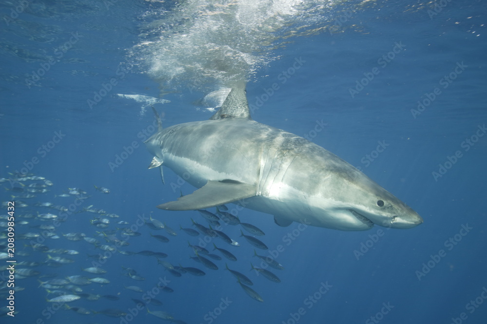 Fototapeta premium Great White Shark in the Pacific Ocean