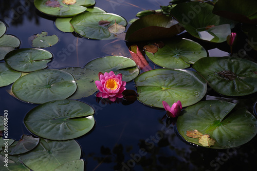 Foto Lotus flower or water lily in the pond amongst the green leaves floating on the water