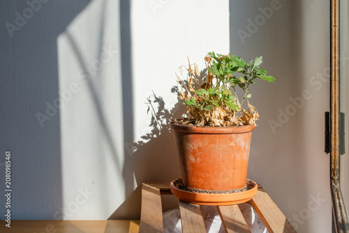 Potted plant damaged by heatwave under intense summer sun