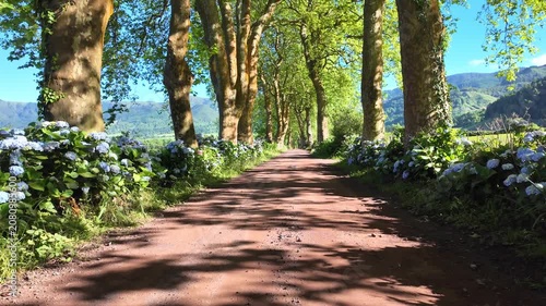 Azores, São Miguel, Portugal. Smooth camera movement through a picturesque plane tree avenue lined with vibrant blue hydrangeas, showcasing the lush and authentic beauty of the Azorean landscape.